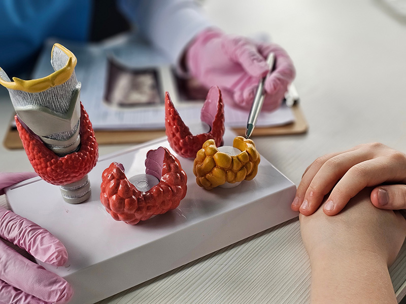 Doctor explaining thyroid anatomy to a patient using a 3D model.