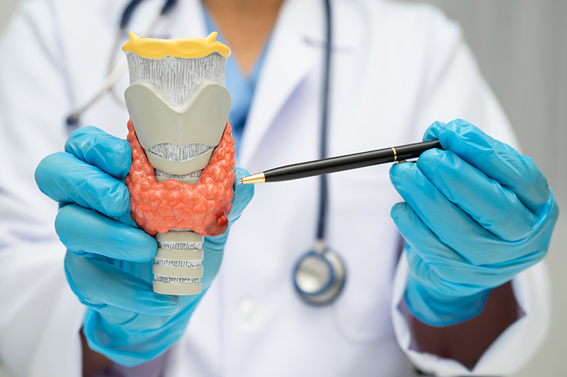 Doctor holding an anatomy model of a thyroid gland