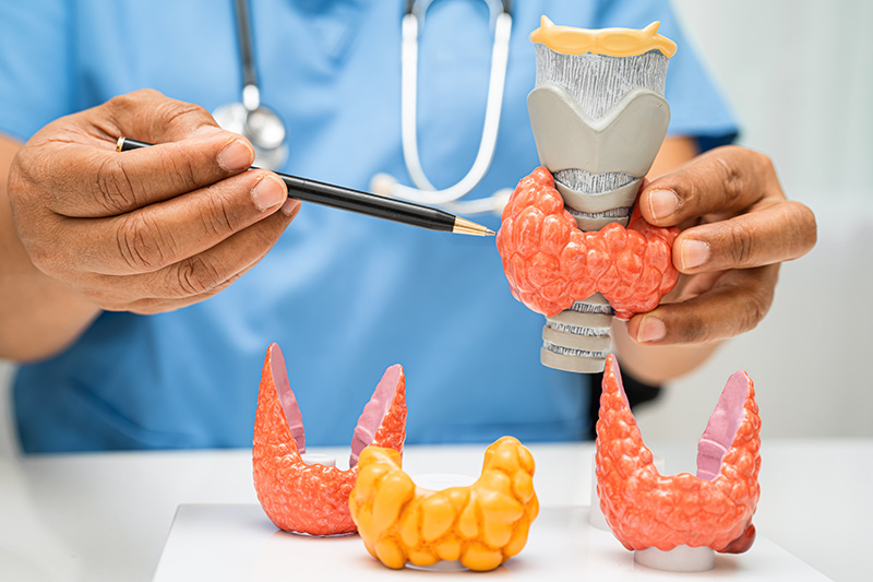 A doctor pointing to an anatomical diagram of a thyroid gland